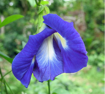 butterfly-pea